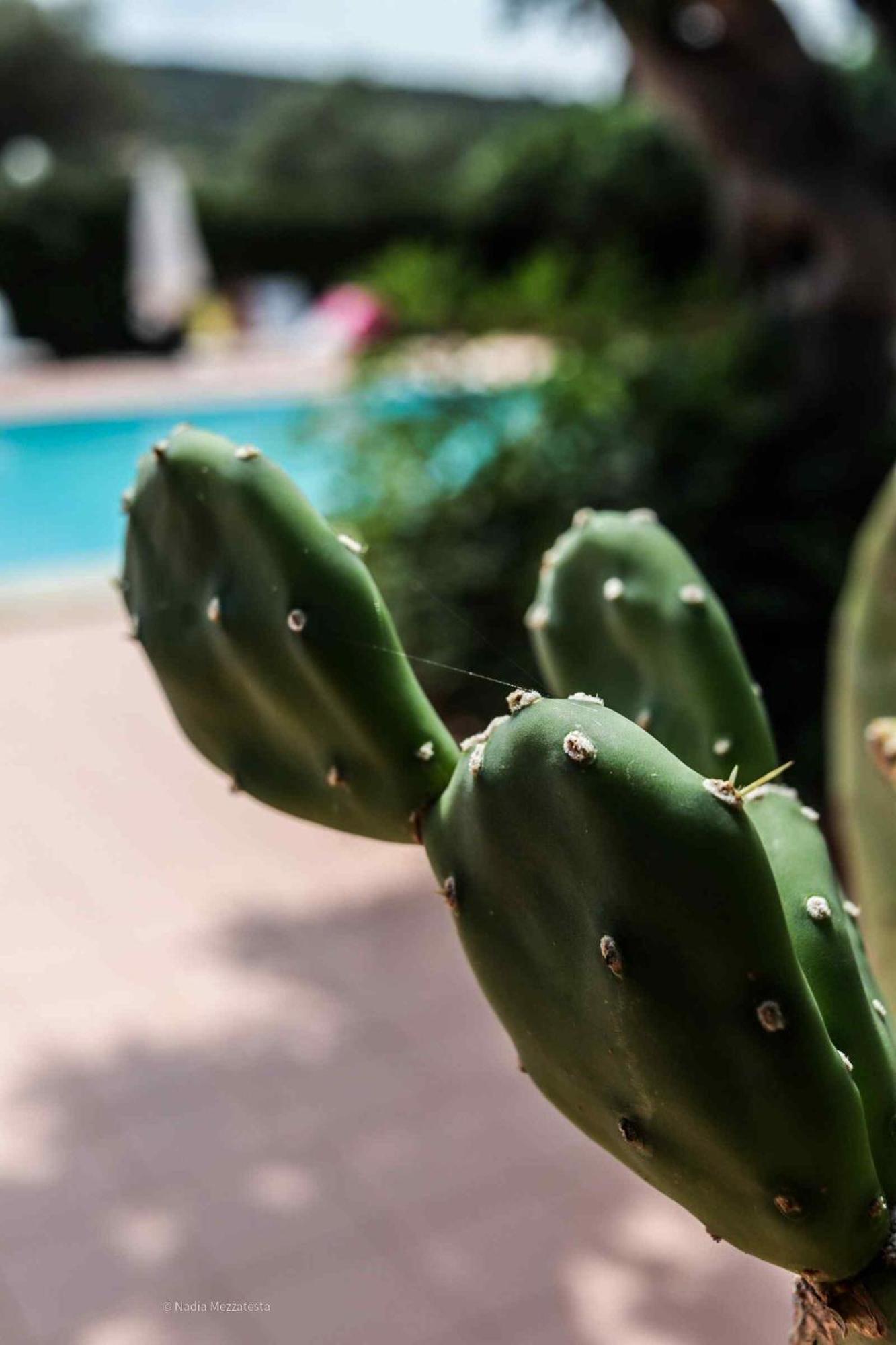 Il Casale Il Sole E La Margherita Campofelice Di Roccella Buitenkant foto
